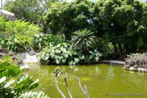 Guadeloupe Août 2015-02734   